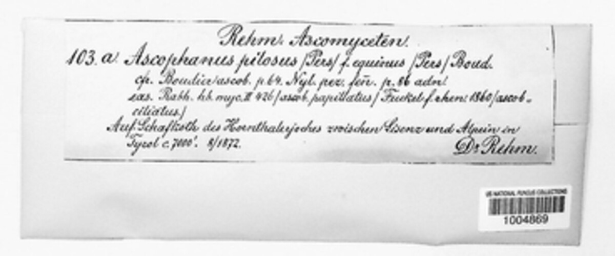 Ascophanus pilosus image